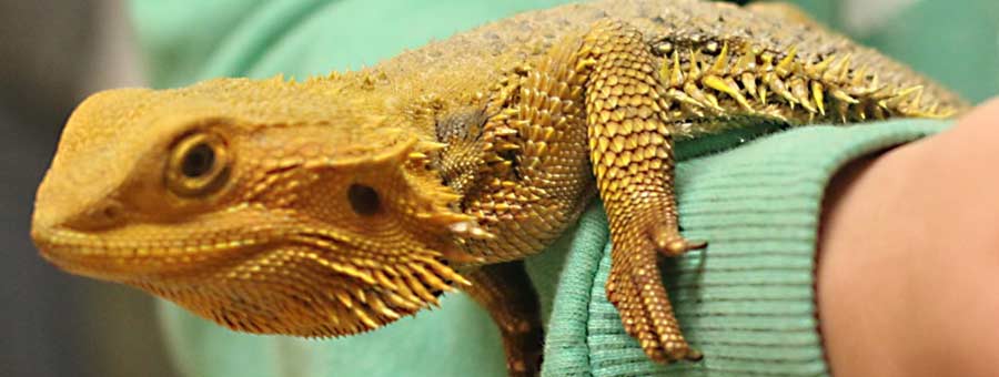 Alice Springs Reptile Centre