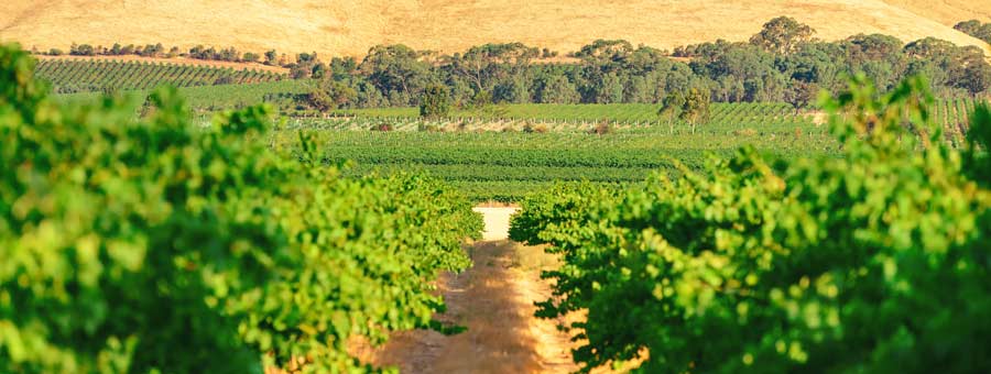 The Barossa Valley