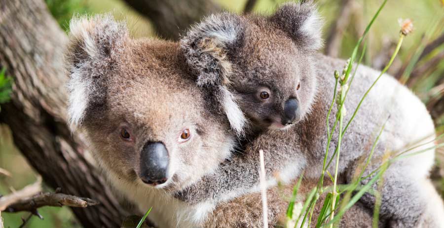 Bonorong Wildlife Sanctuary