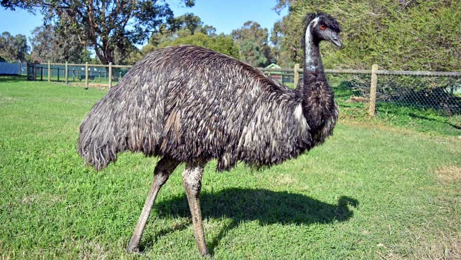 Bunbury Wildlife Park