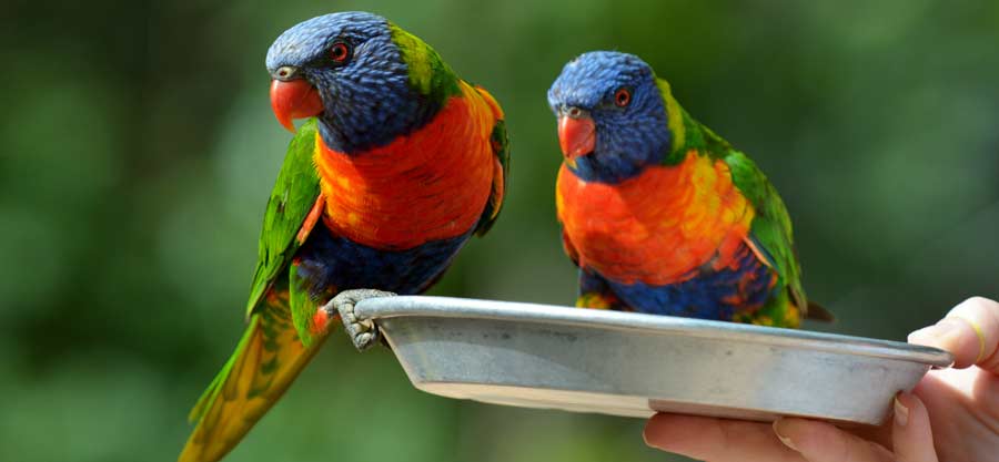 Currumbin Wildlife Sanctuary