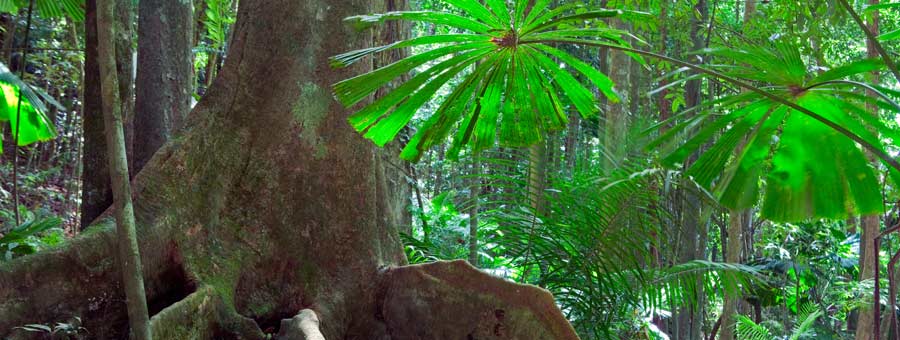 Daintree Rainforest