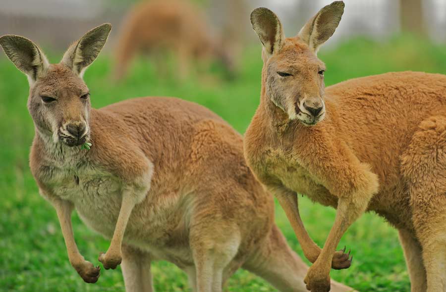 David Fleay Wildlife Park