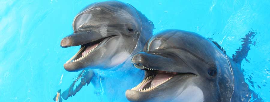 Dolphin Marine Magic