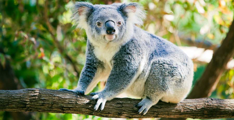 Healesville Sanctuary