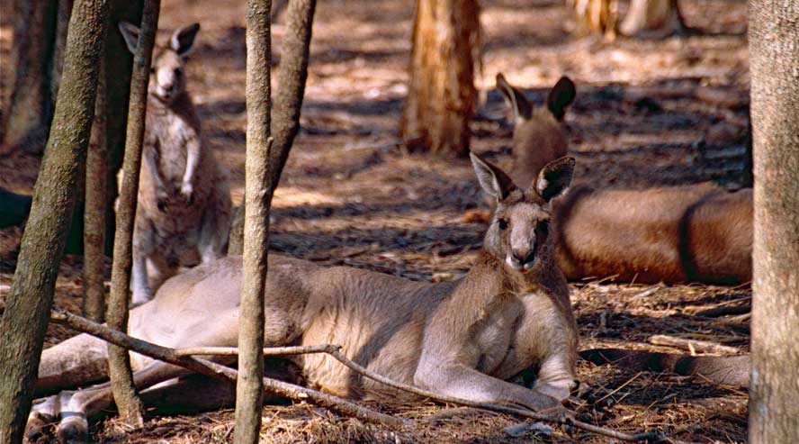 The Kangaroo Sanctuary