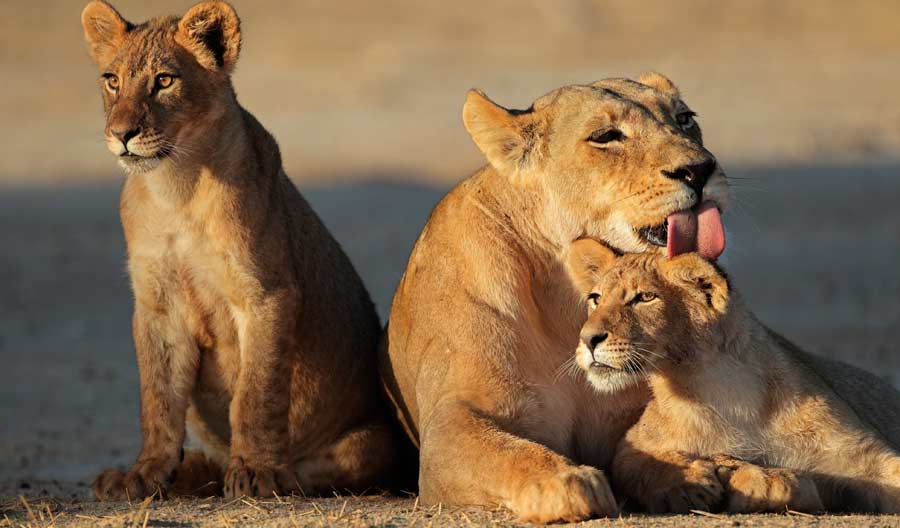 National Zoo and Aquarium