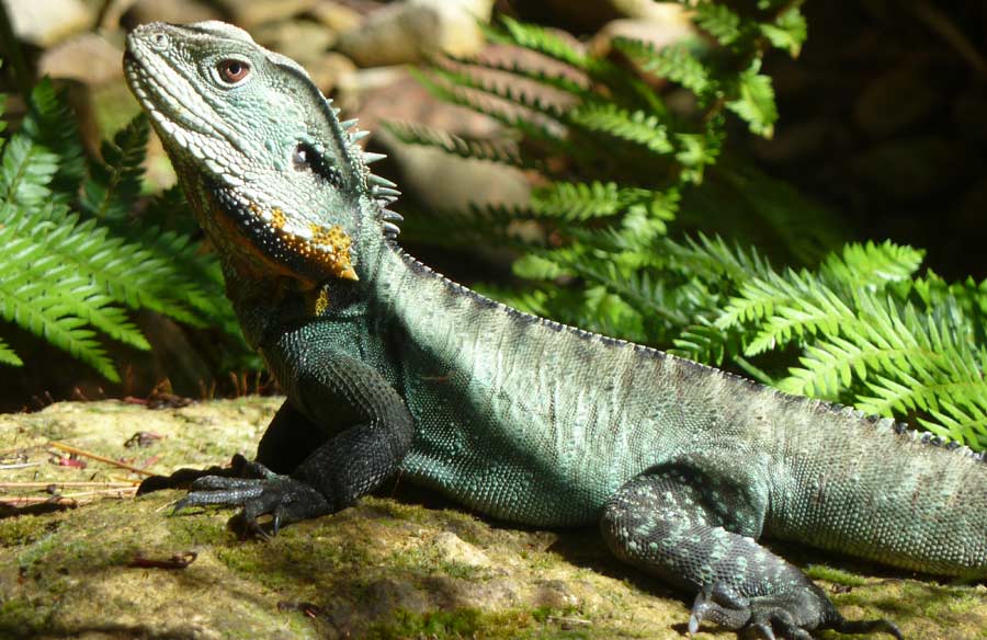 National Botanic Gardens