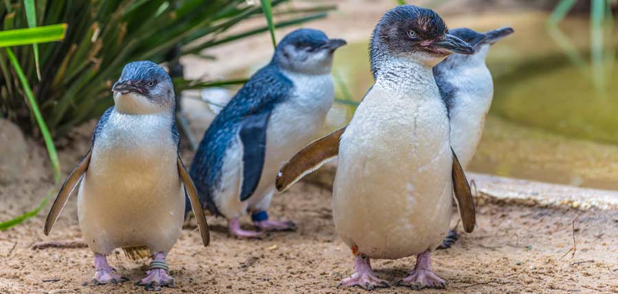 Penquin Island - Shoalwater Islands Marine Park