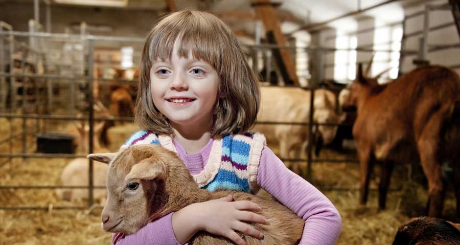 Paradise Country Petting Zoo