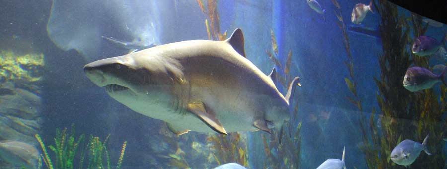 SEA LIFE Melbourne Aquarium