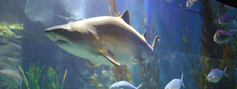 Sea Life Sunshine Coast