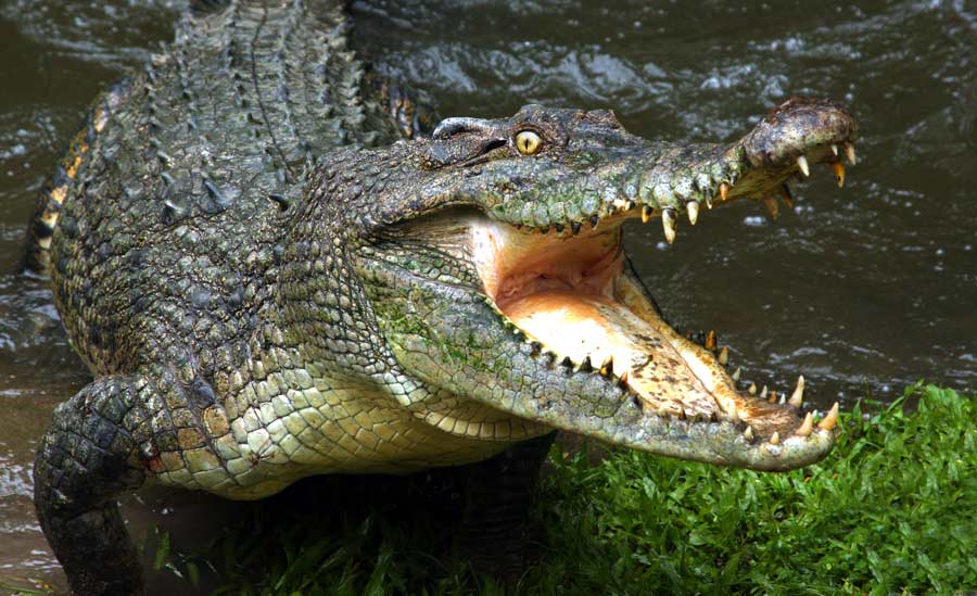 West Australian Reptile Park