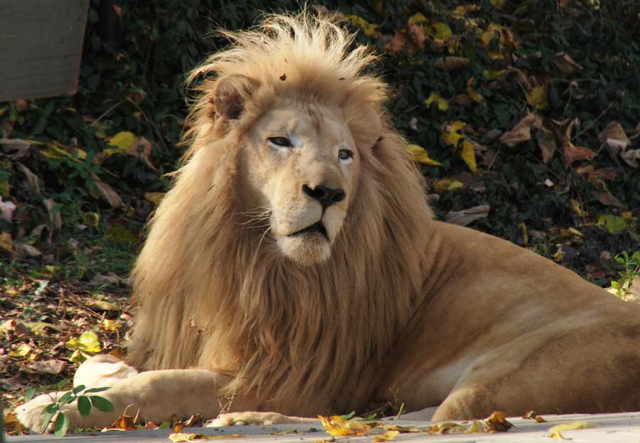 Zoodoo Wildlife Park