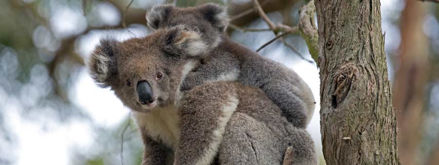 Wild Life Sydney Zoo