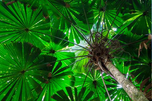 Daintree National Park