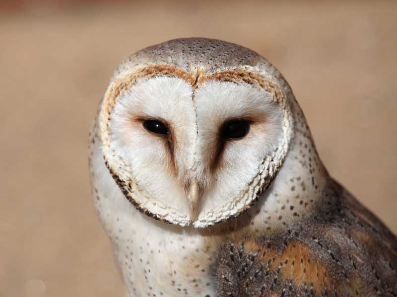 WA Birds of Prey Western Australia